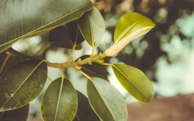 La Importancia de Reciclar la Poda: Transformando Residuos en Recursos