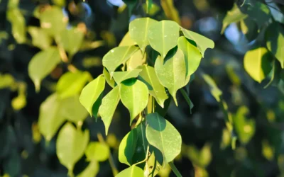 La Importancia de la Poda para la Salud de los Árboles